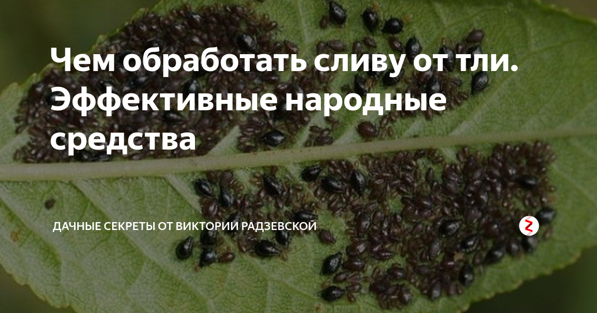 Тля на яблоне: как бороться и чем обработать дерево