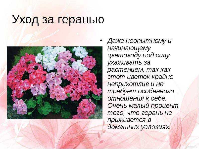 Герань — как ухаживать в домашних условиях – уход за растениями