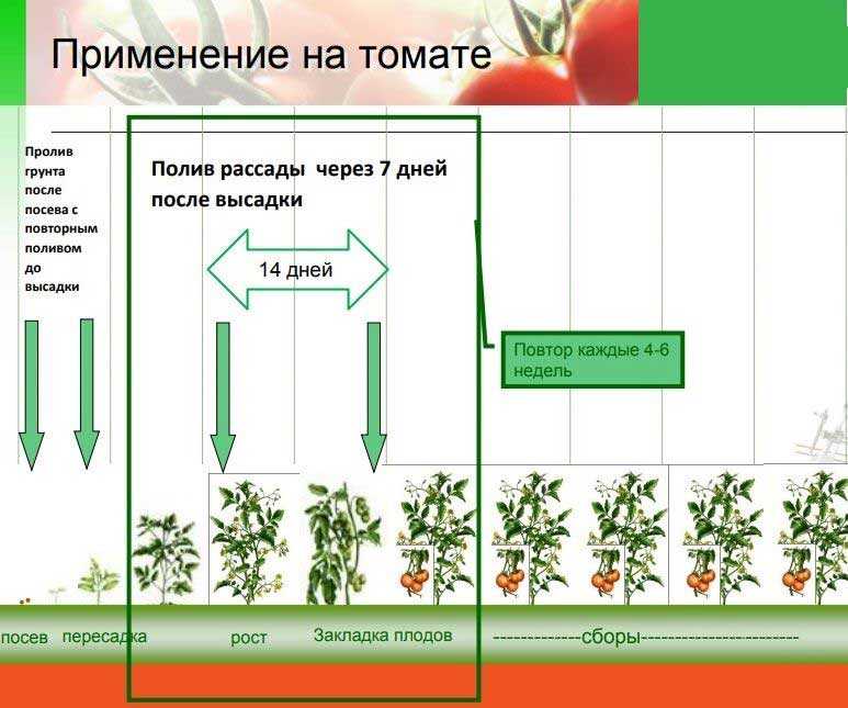 Томаты в теплице — выращивание и уход