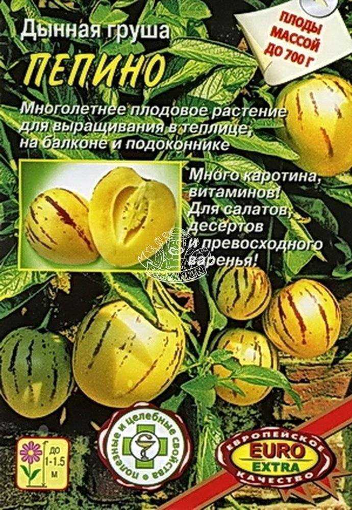 Пепино: выращивание в домашних условиях из семян, из черенков