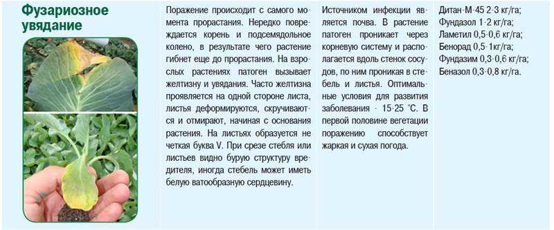 Вредители капусты и методы борьбы с ними