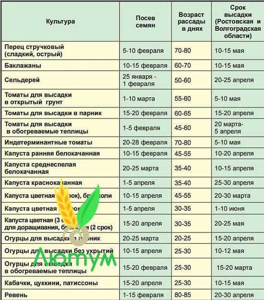 Выращивание дыни в открытом грунте: правила полива и ухода с фото и видео