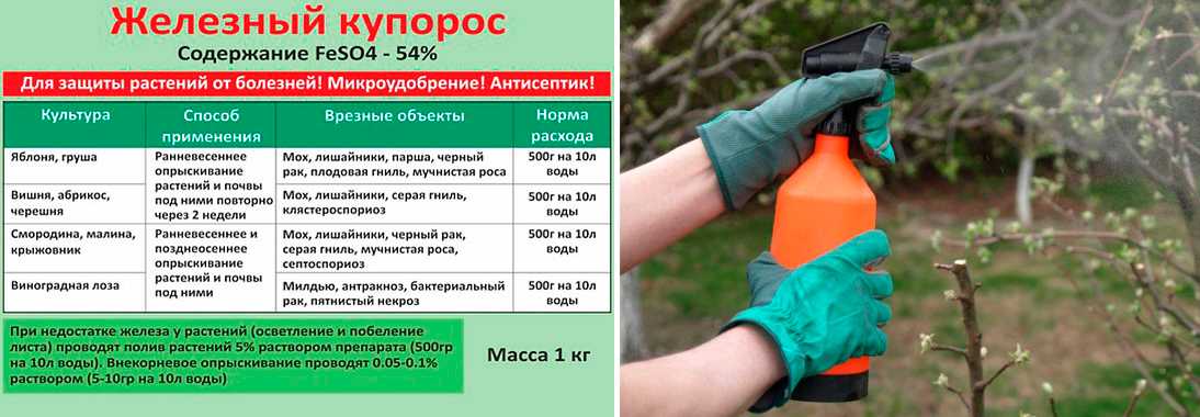 Обработка сада мочевиной весной: как опрыскивать деревья и кустарники для подкормки карбамидом