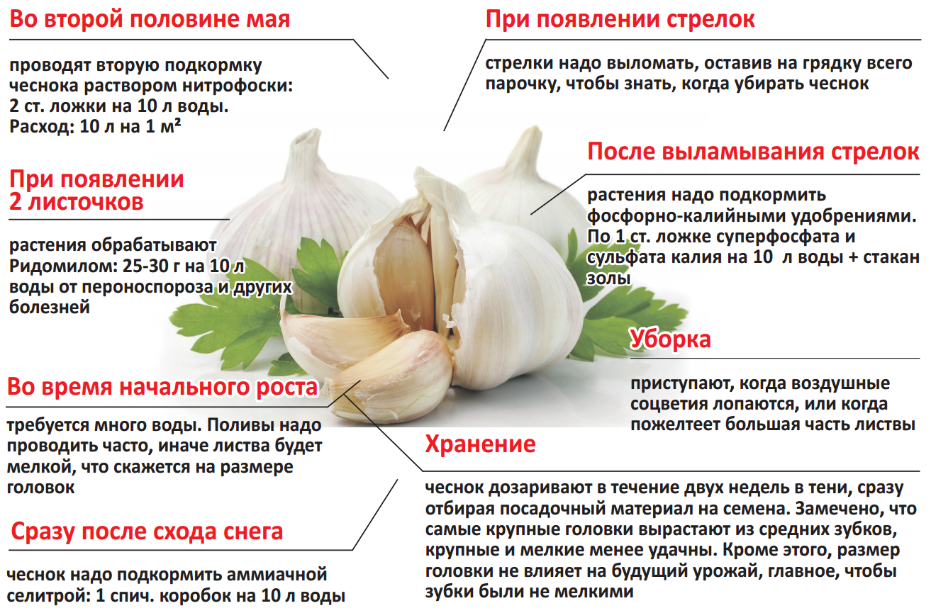 Посадка чеснока весной в открытый грунт и уход за ним