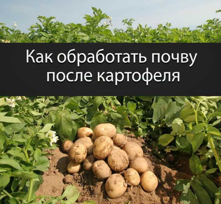 Удобрения картофеля в весенний период