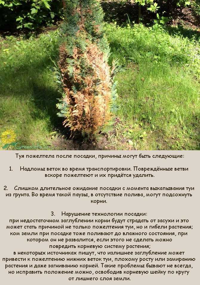 Почему желтеет туя советы и фото на supersadovnik.ru