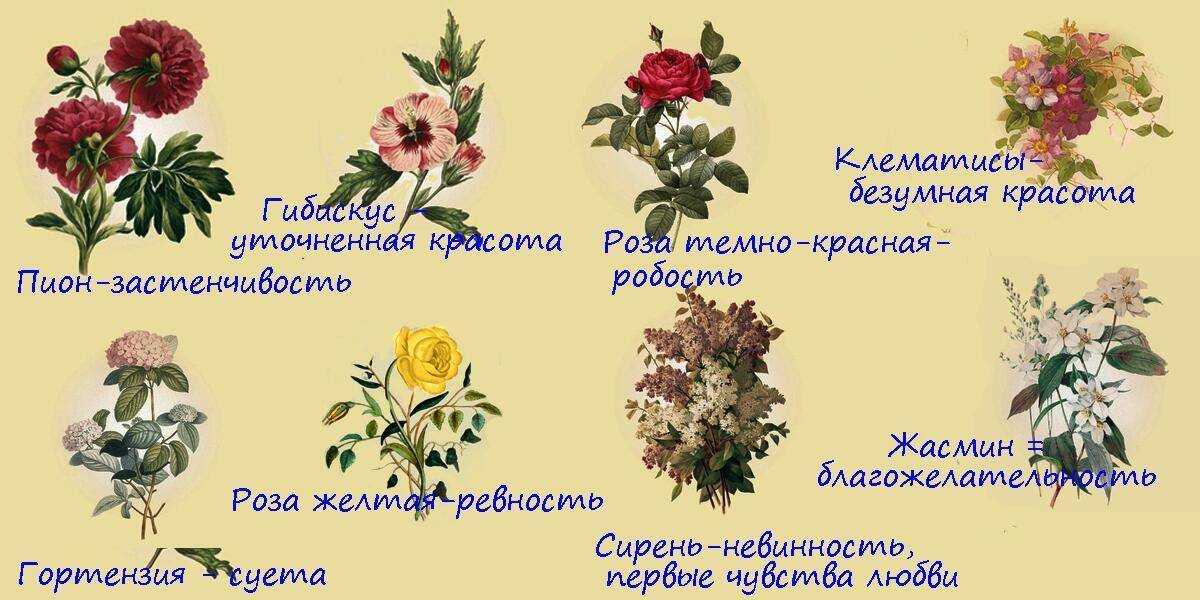Сколько цветов дарить девушке — количество цветов на разные поводы и значения цвета и оттенков