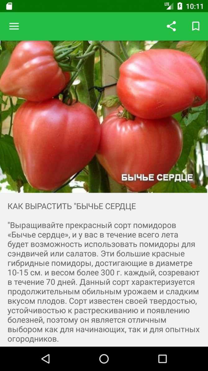 Томат бычье сердце: фото, характеристика и описание сорта, отзывы