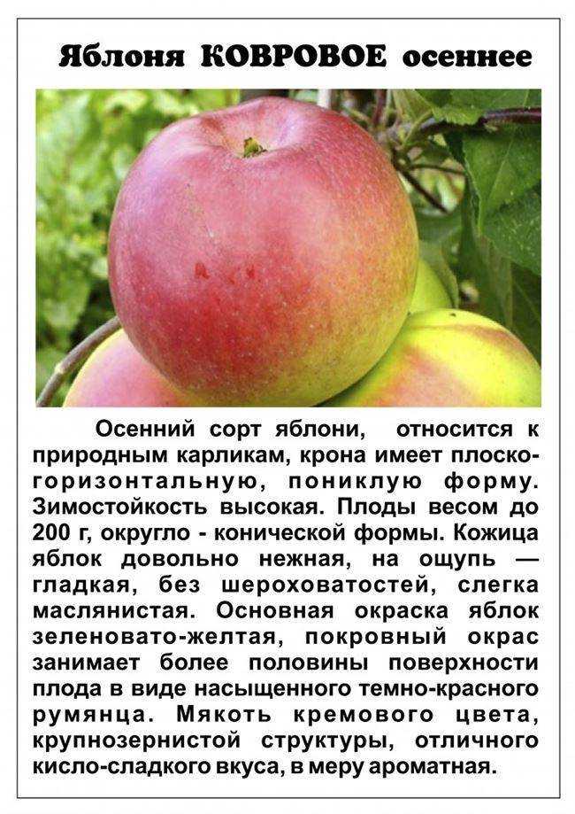 Яблоня "приземленное": описание сорта, фото, отзывы
