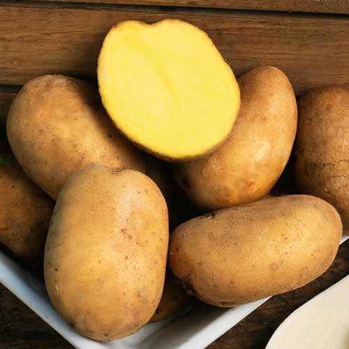 Картофель голубизна характеристика сорта отзывы вкусовые качества