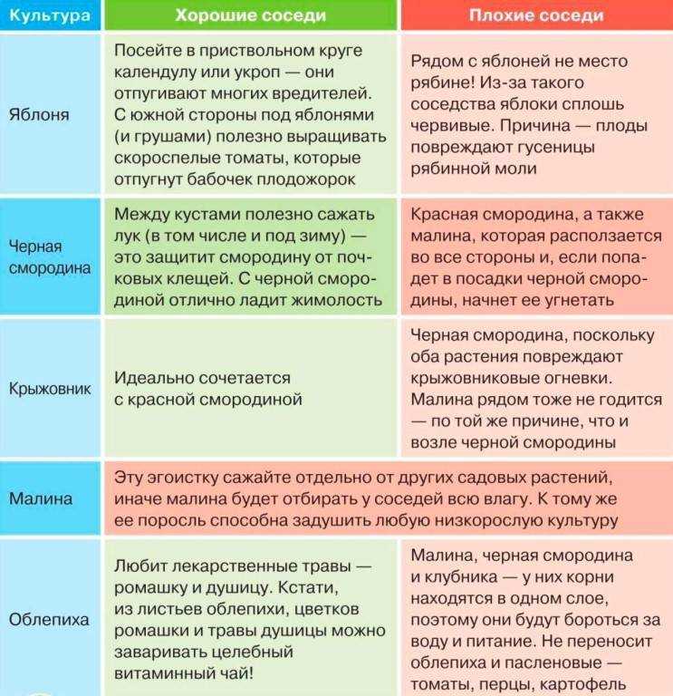 Посадка малины в открытый грунт: как правильно посадить весной и когда сажать лучше сажать, пошаговая инструкция для начинающих, лучшие способы с описанием
