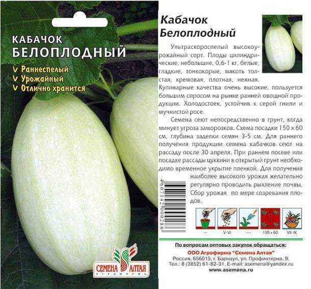 Кабачки выращивание и уход в открытом грунте