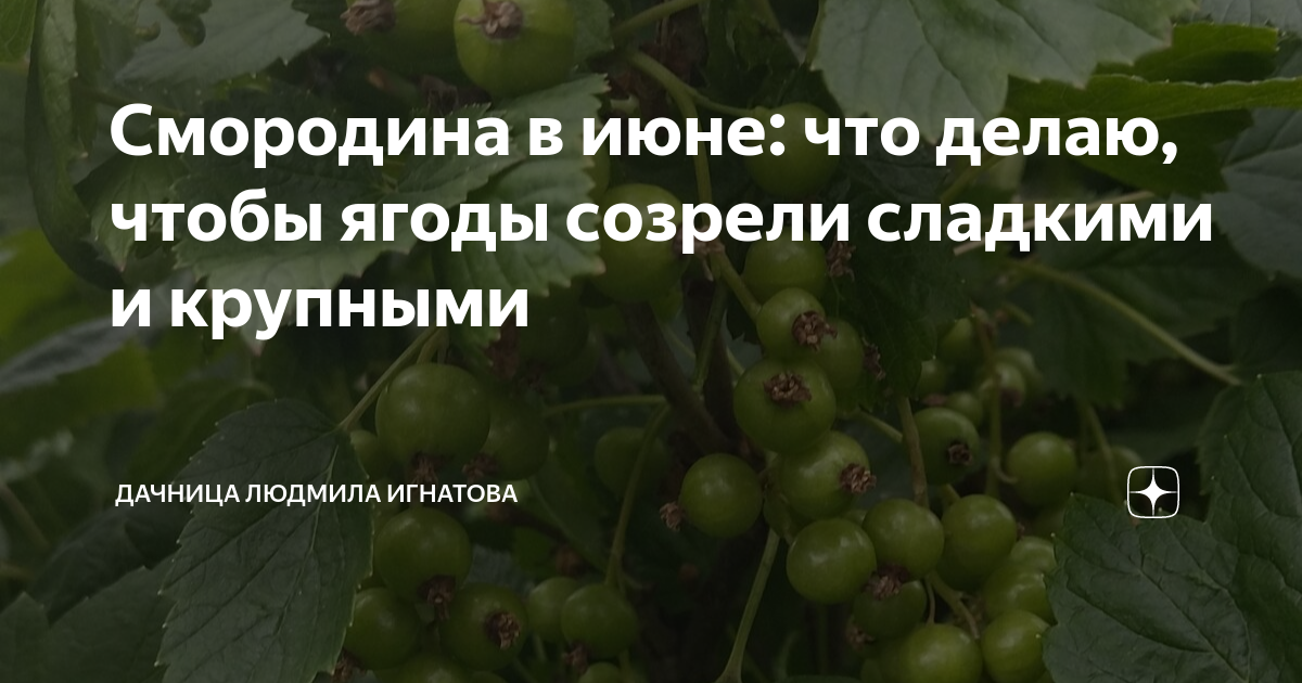 Почему осыпается черная смородина? что делать, если ягоды смородины опадают недозрелыми - срочное спасение урожая! - автор екатерина данилова - журнал женское мнение