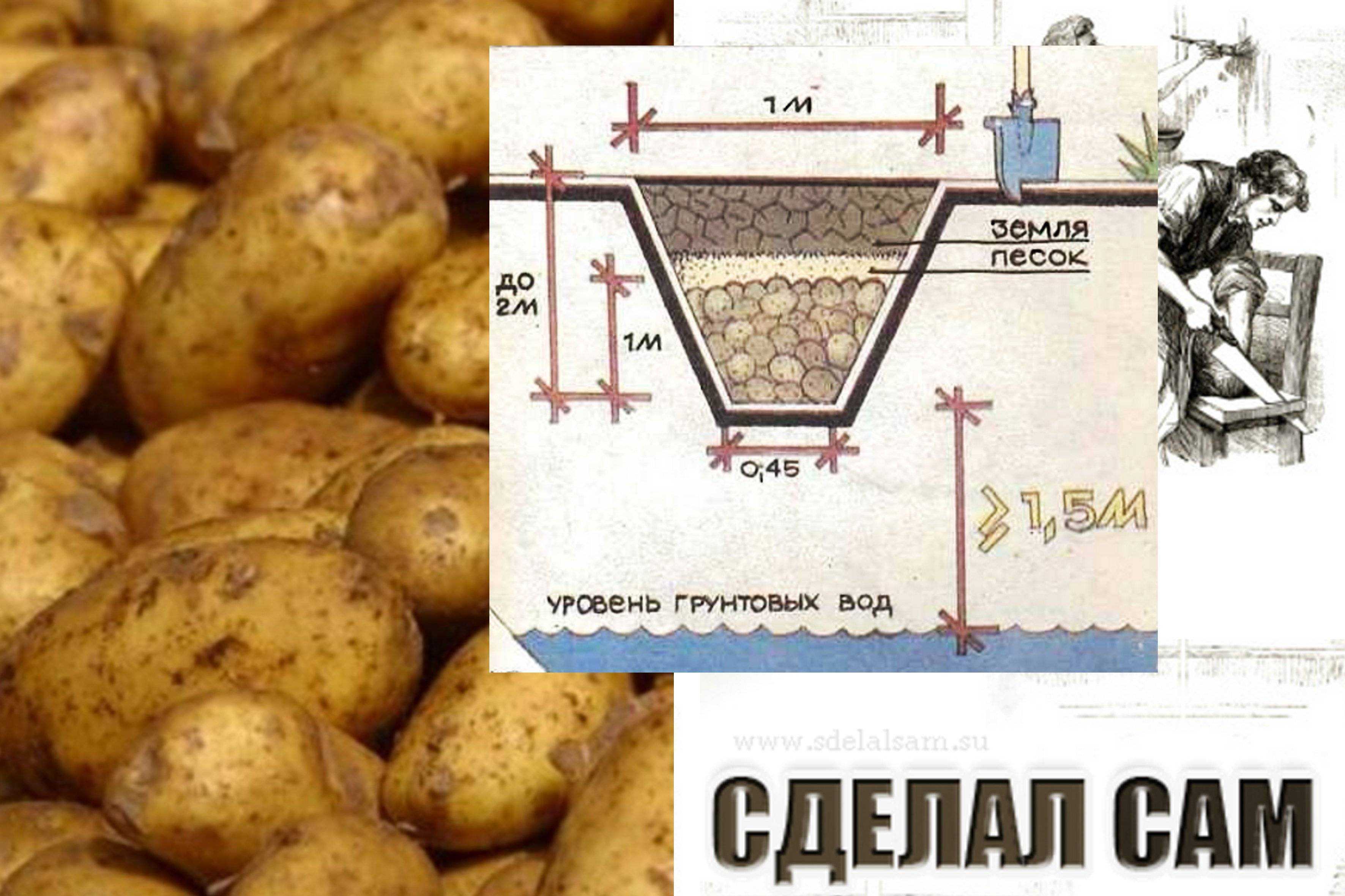 Как хранить картофель долго