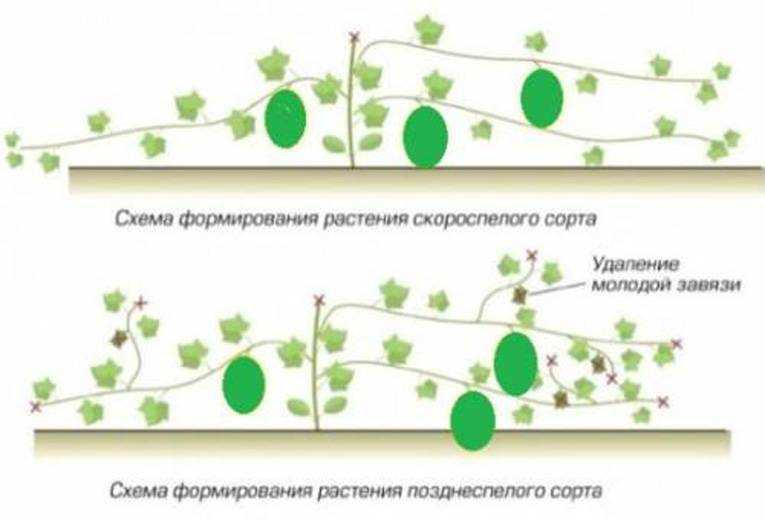 Проращивание, посадка семян тыквы и уход за рассадой — семена тыквы как сажать — про огород