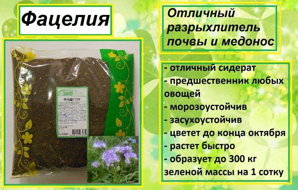 Сидераты когда сеять и когда закапывать фацелия