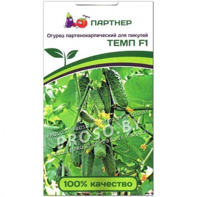 Огурцы темп: отзывы, фото, описание сорта, выращивание, урожайность