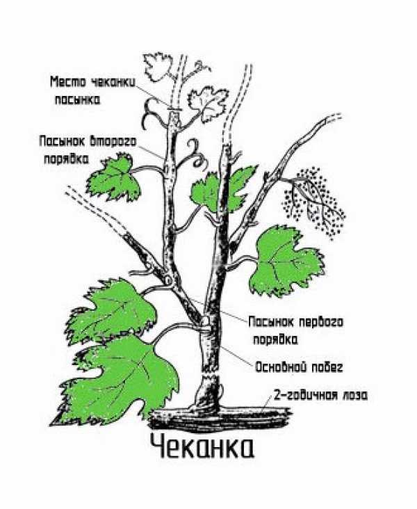 Обрезка винограда летом в средней полосе: советы для начинающих, уход в июне, июле, августе