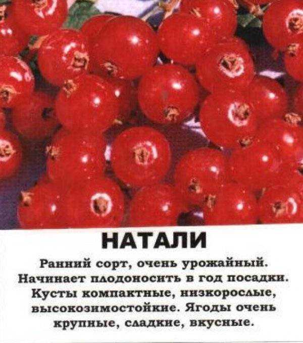 Смородина красная сахарная - описание сорта + фото и отзывы