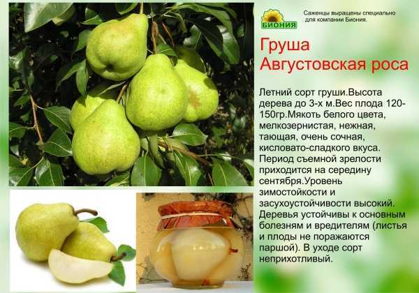 Груша августовская роса: описание сорта, фото, отзывы, опылители, выращивание и уход