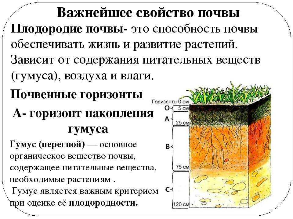 Обработка теплицы из поликарбоната осенью