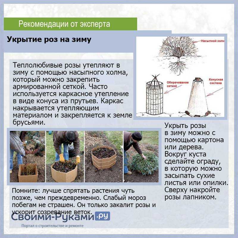 Укрываем розы на зиму, уберегая их от морозов