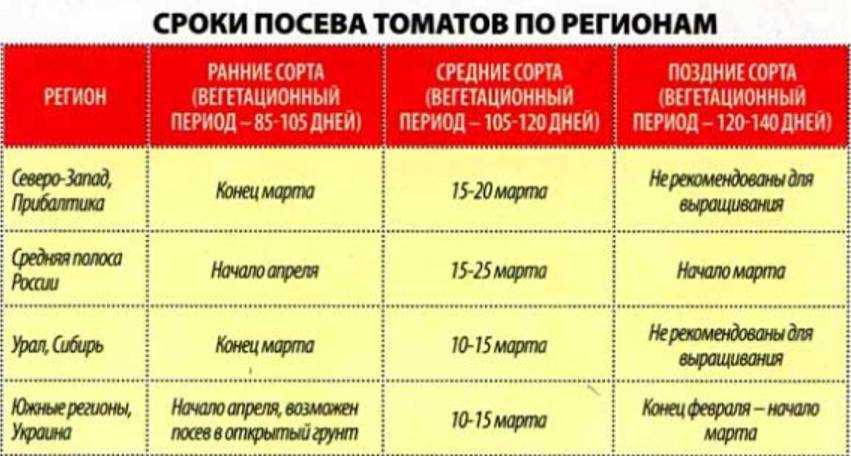 Когда и как правильно пересадить рассаду помидор в теплицу и открытый грунт