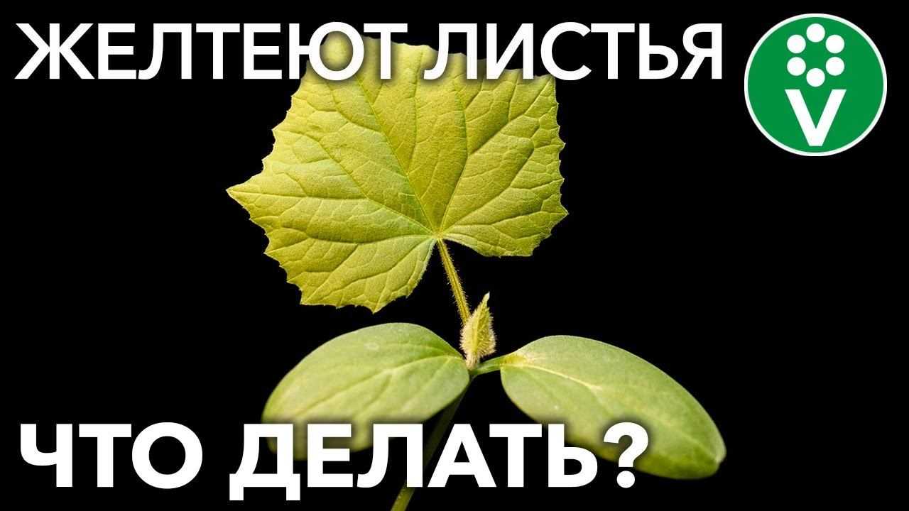 Пошаговая инструкция: что делать если желтеют огурцы в теплице