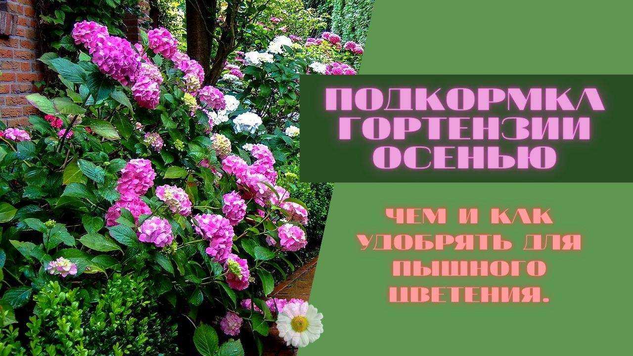 Подкормка гортензии осенью для красивого цветения