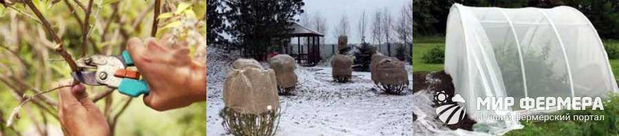 Будлея в сибири посадка и уход
