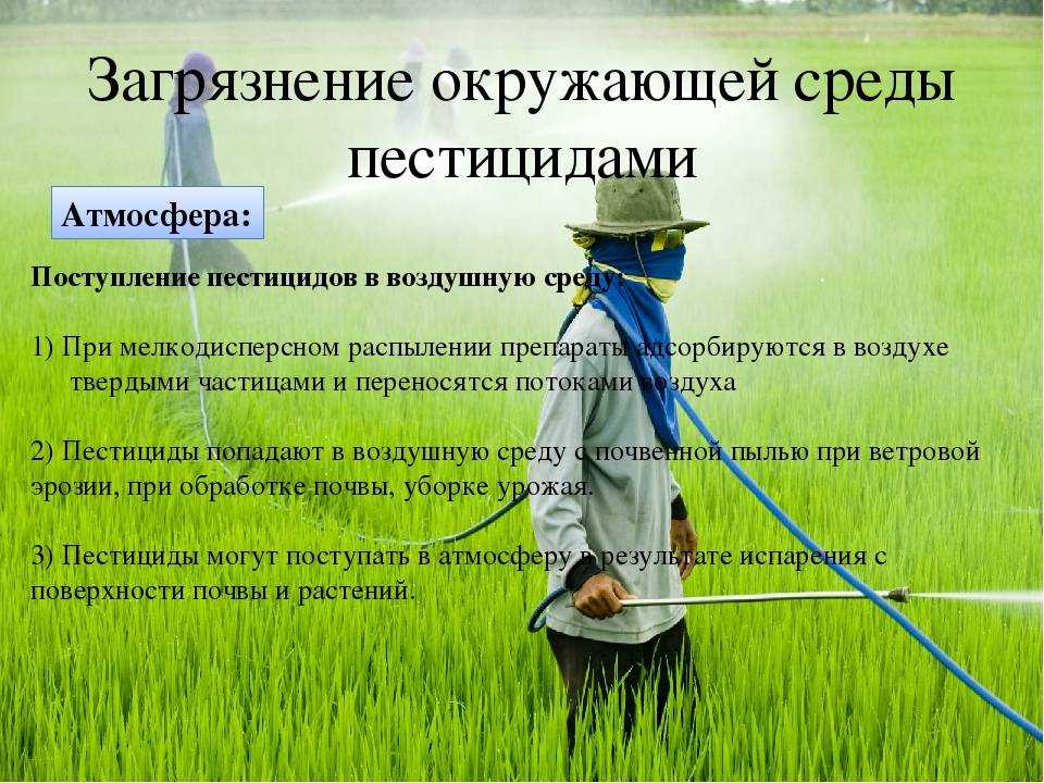 Полив моркови соленой водой: можно ли и зачем использовать такую подкормку, каковы правильные пропорции раствора, когда вносить удобрение?
