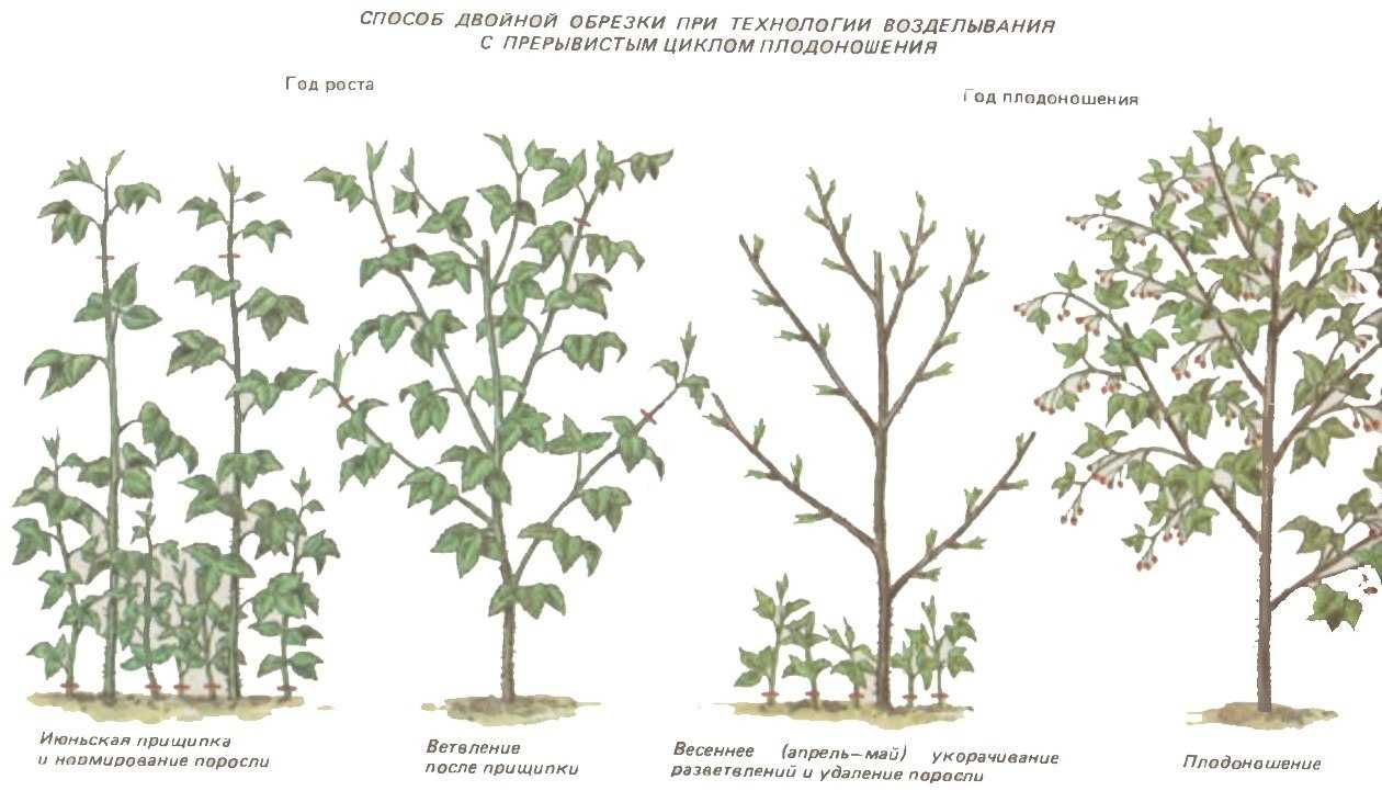 Плодово-ягодные кустарники: виды и сорта, высокорослые и низкорослые растения, размножение и уход