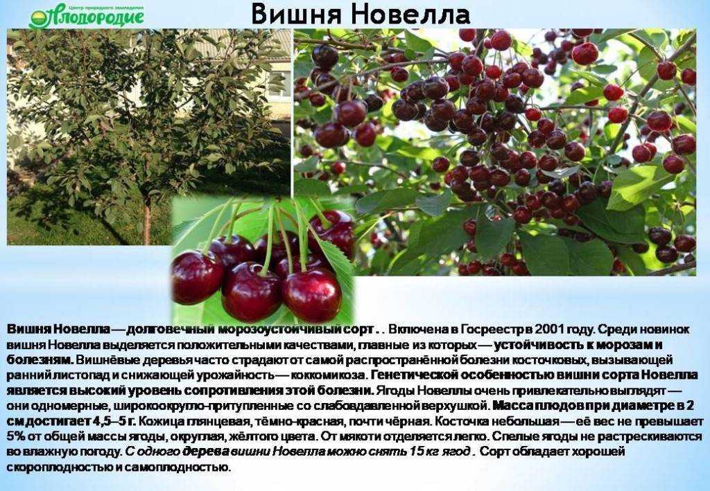 Вишня молодежная, описание сорта, характеристика и отзывы, особенности выращивания