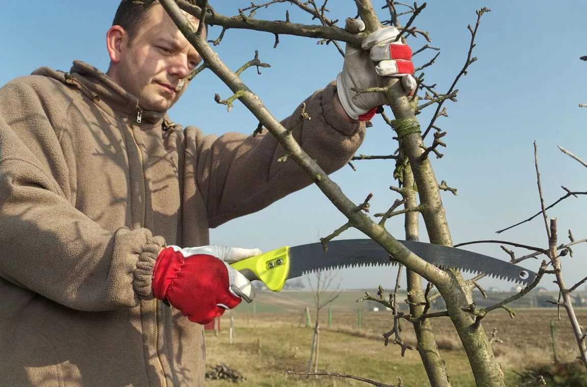 Уход за яблоней: работы по сезонам и сбор урожая | огородники