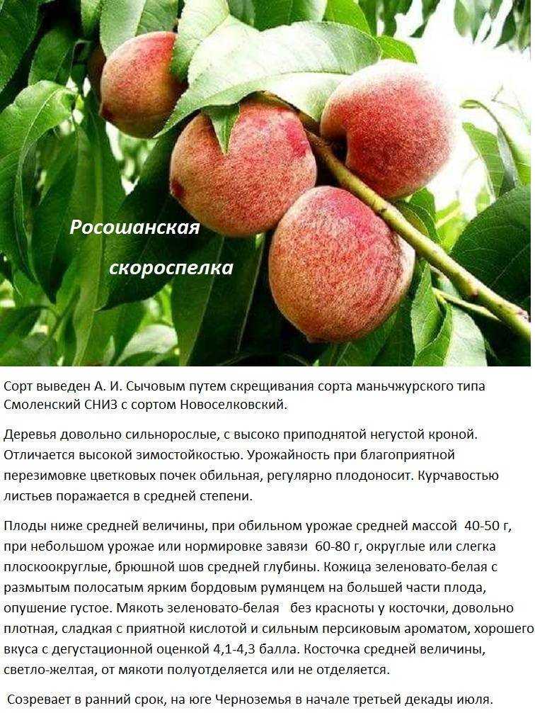 Персик ветеран: описание сорта, характеристика плодов, особенности выращивания, методы защиты от тли, эффективные средства, отзывы садоводов