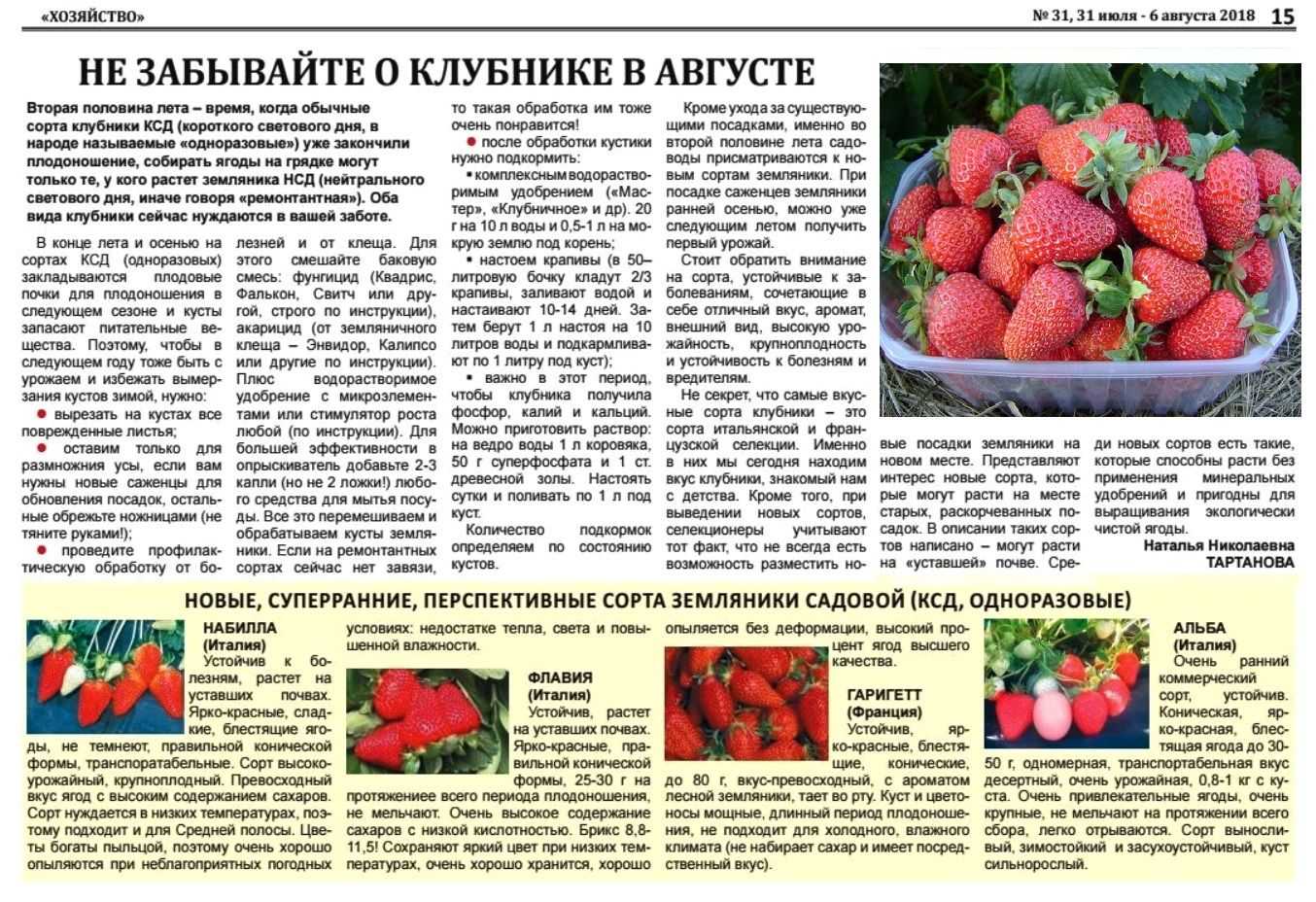 Ремонтантная клубника: что это значит, выращивание и уход за многоразовой земляникой