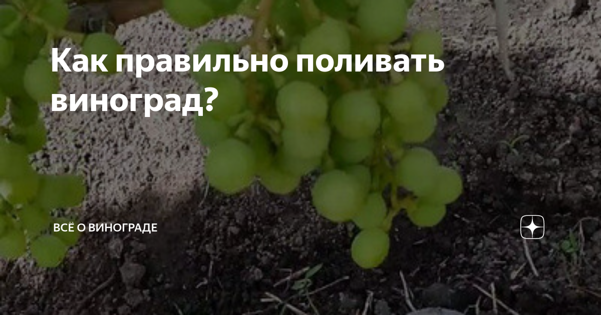 Полив саженцев винограда