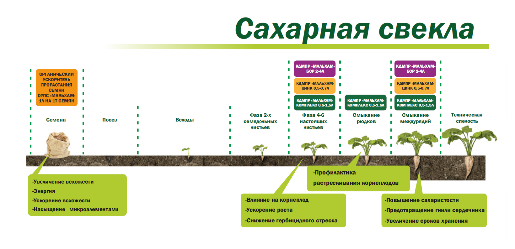 Выращивание свеклы: секреты опытных огородников