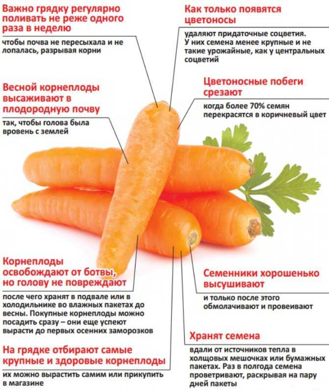 Как часто можно поливать морковь в открытом грунте и когда прекращать