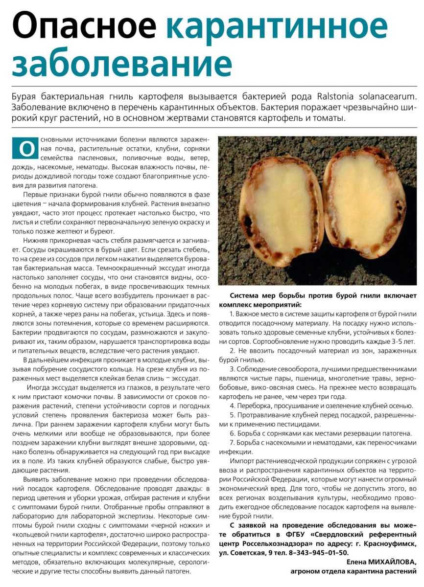Болезни Картофеля В Картинках И Борьба С Ними
