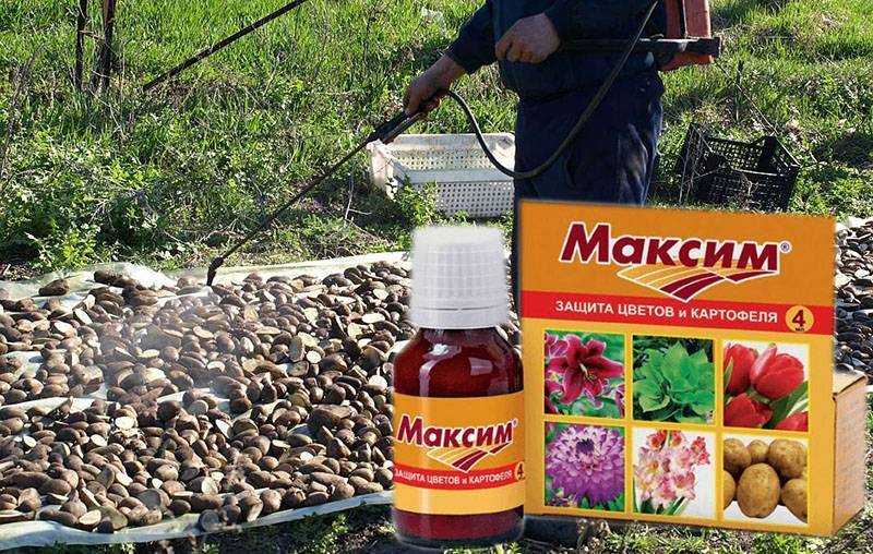 Максим дачник, кс